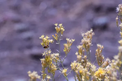 DSC_2234 (Large).JPG